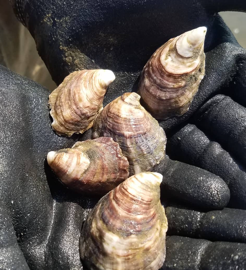 Oysters