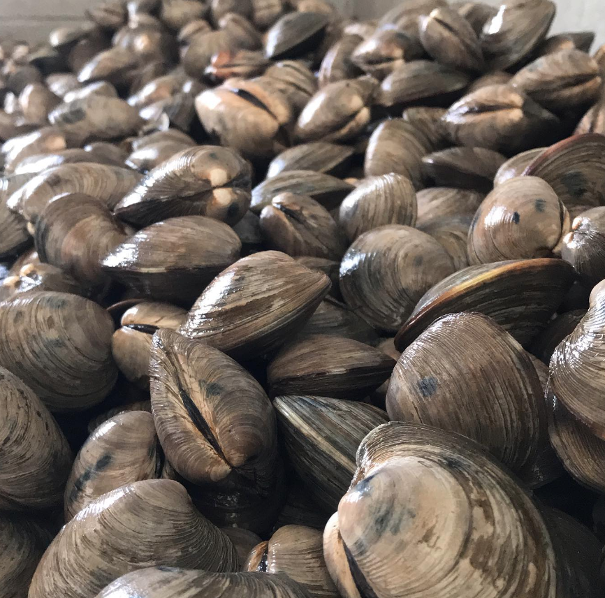 Maxwell Shellfish's Dry Bay Clams