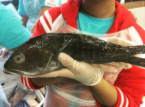 Black Sea Bass