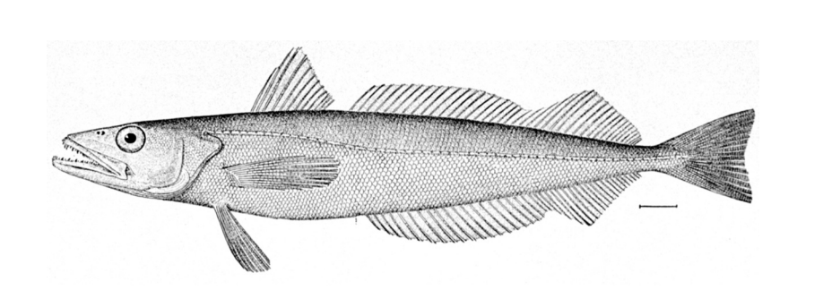 Climate, Fisheries, and Food Cultures: How are fisheries changing as the climate warms? And how do food cultures respond to these changes?