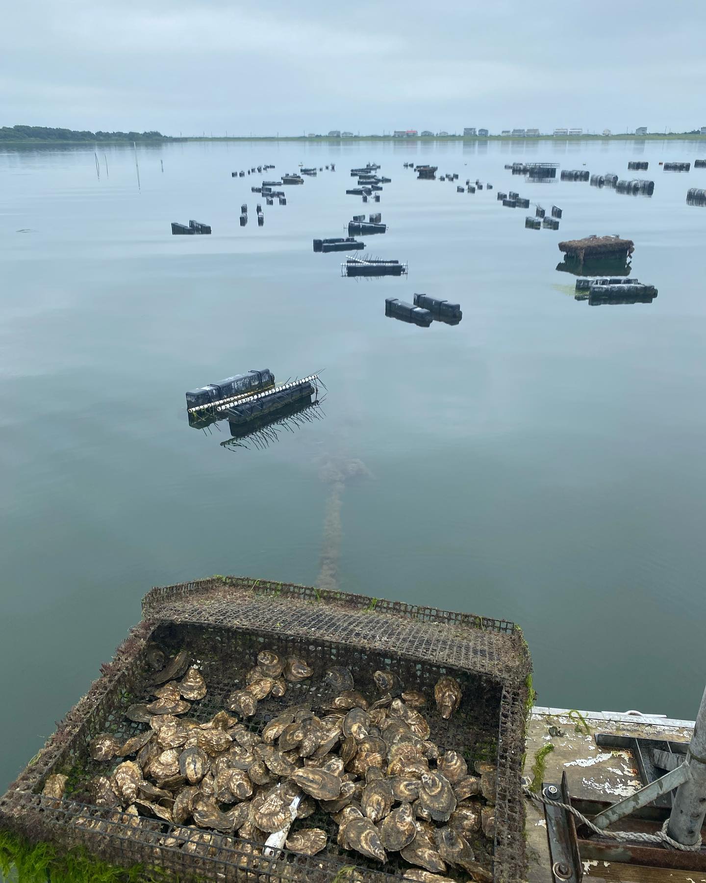 A view of the Whale Creek oyster farm with a bin of oysters on a boat in the foreground.