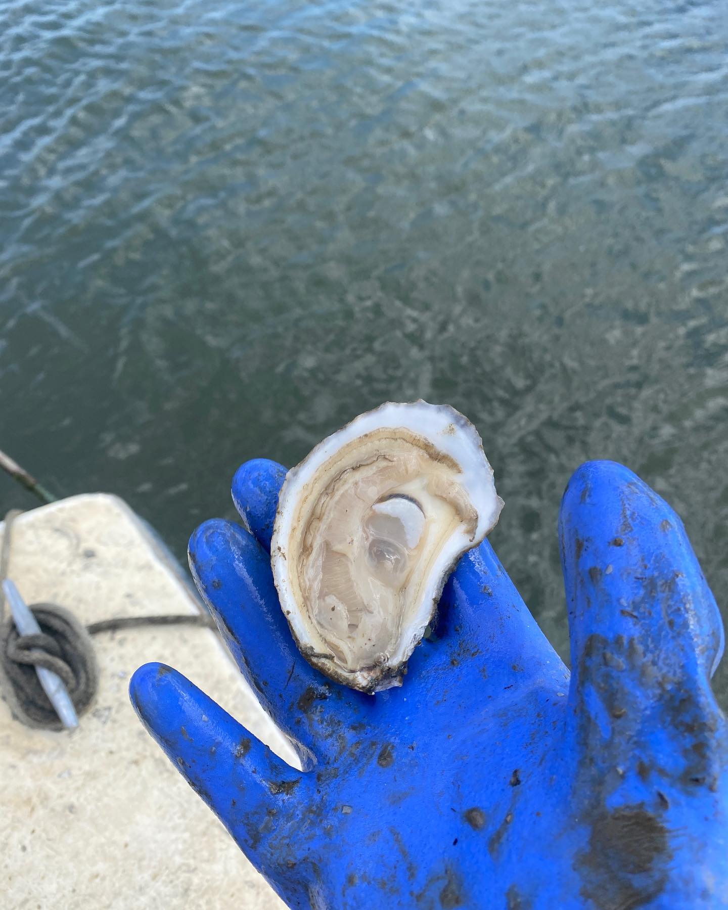 A blue-gloved hand holds an oyster that has been opened and is in the half shell