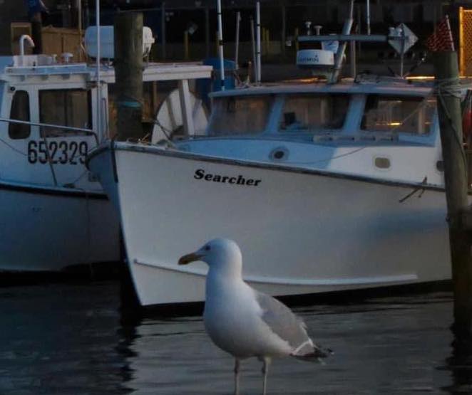 A seagull in front of the fishing vessel Searcher that Barnegat's Best use