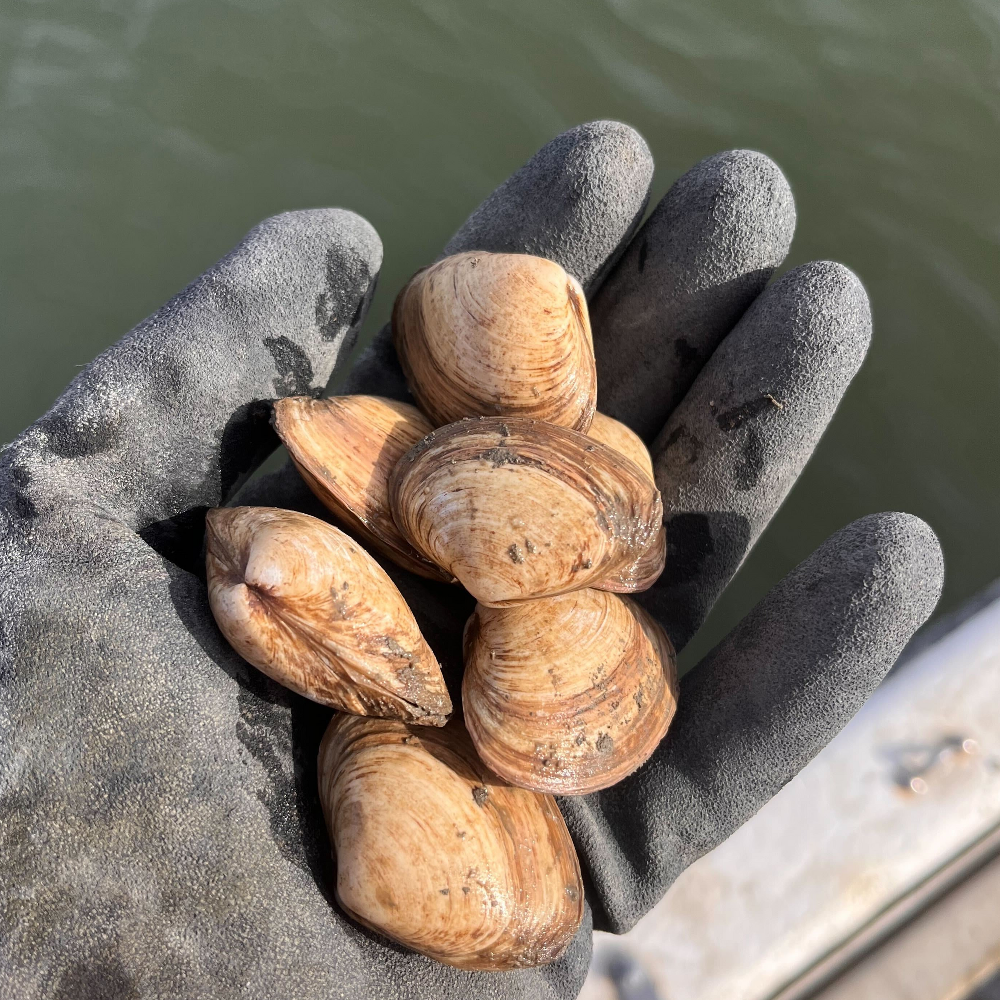 Surf clam giveaway and survey