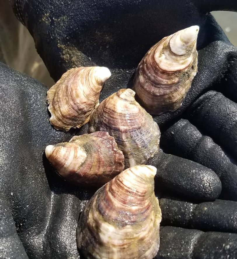 Sweet Amalia Oysters from Sweet Amalia Farm