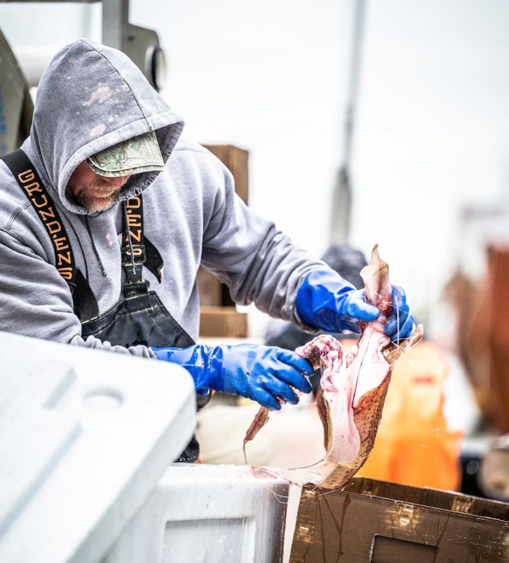 Viking Village fishermen pack freshly caught skate