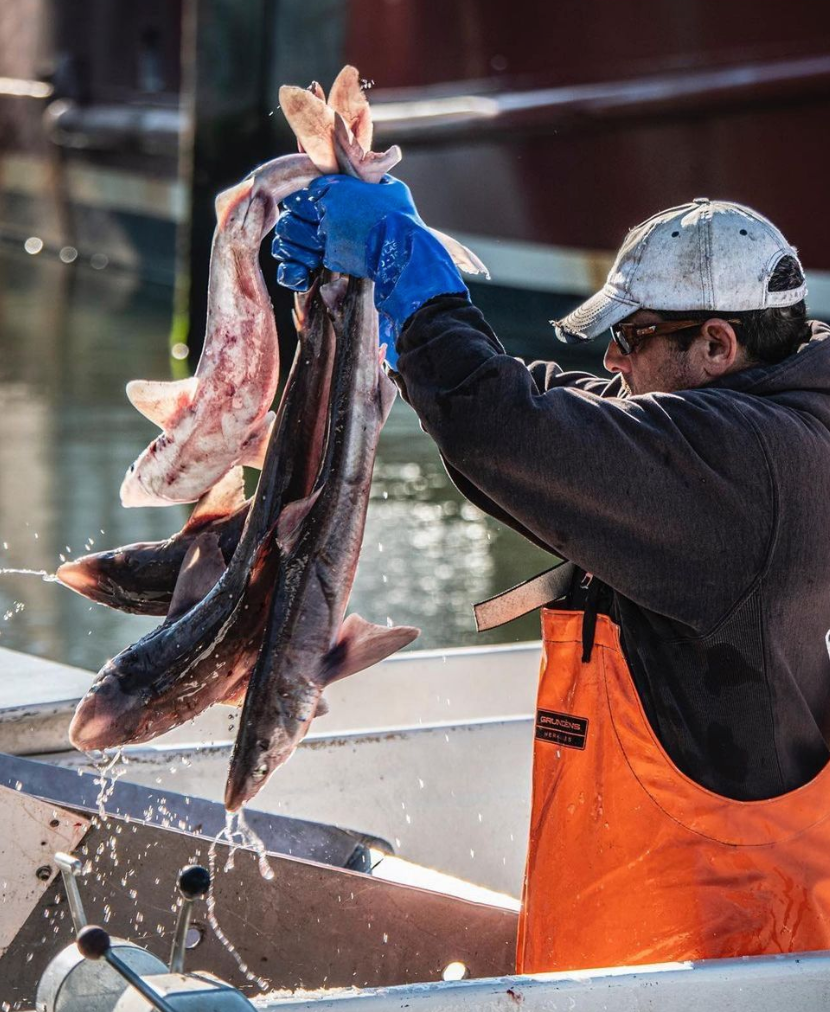 Viking Village fishermen pack freshly caught dogfish