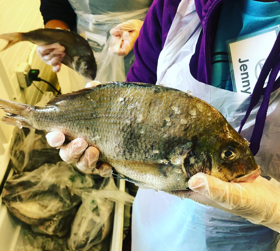 Fishadelphia packers hold freshly caught porgy