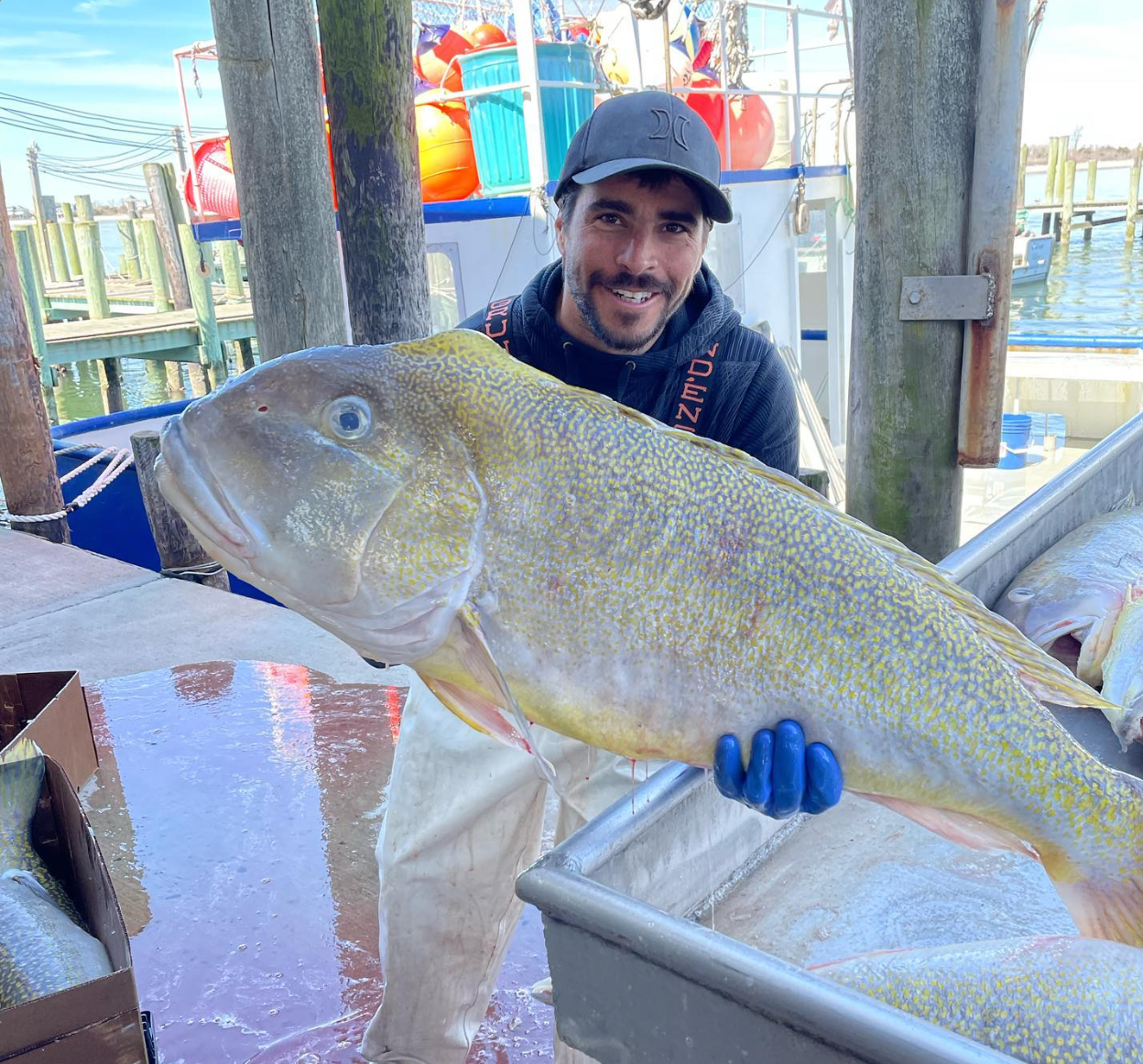 Tilefish