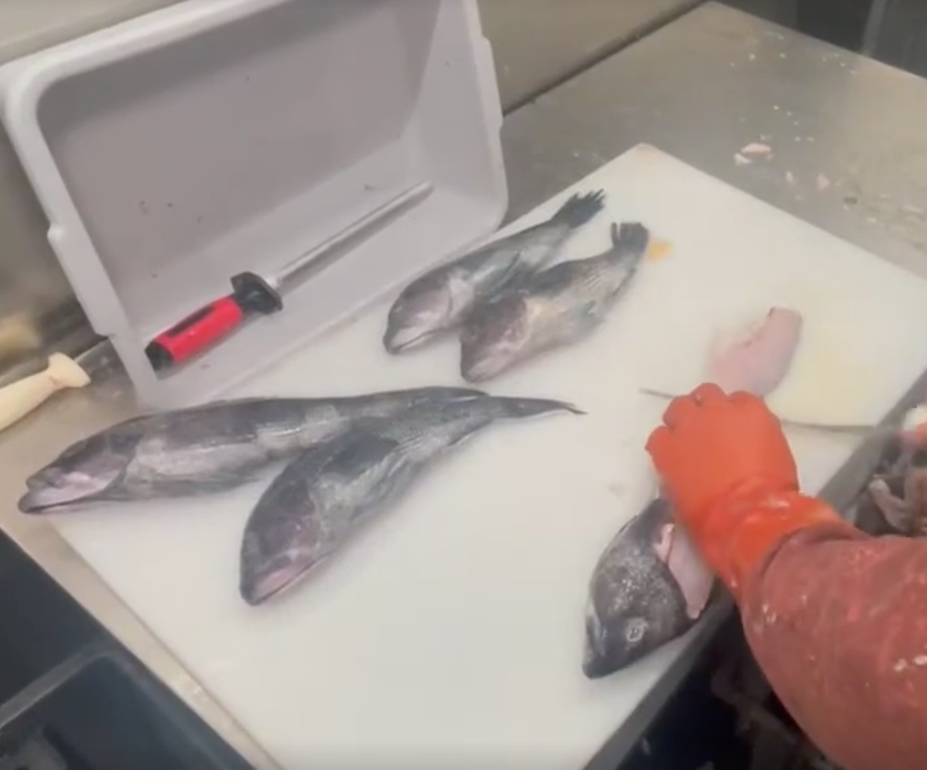 An orange-gloved hand is filleting a seabass. Other whole fish wait on the cutting board to be processed.