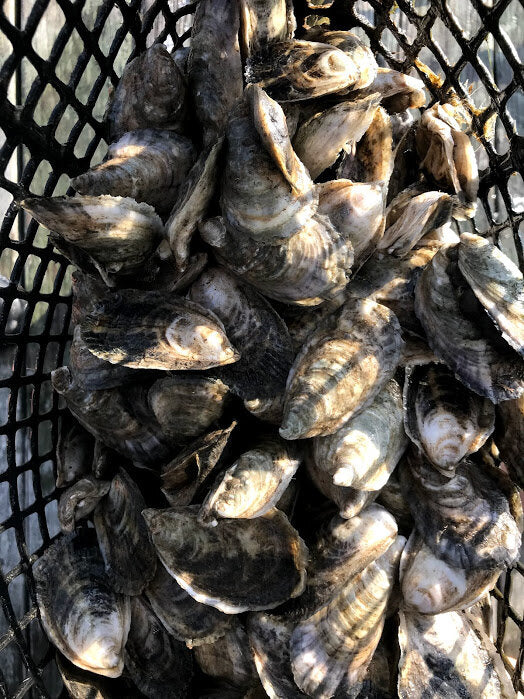 Oysters in a black plastic basket