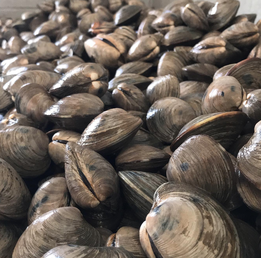 Clams spill out of bucket from Randall's Seafood