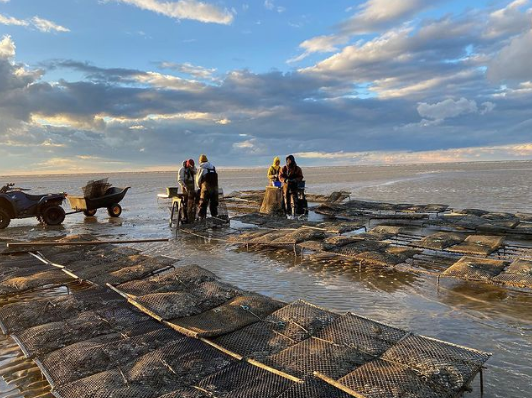 Four people working at an oyster farm under a blue cloudy sky. Photo from Sweet Amalia Oyster Farm