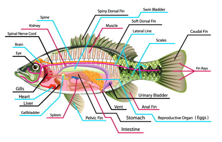 Fish Fillet Part Whole Fish – Fishadelphia